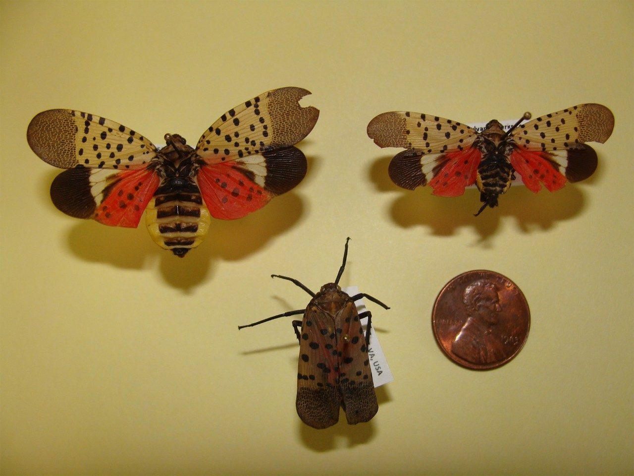 At rest, the adult SLF resembles a colorful moth and shows light-brown, grayish wings with black spots held "tent-like" over its body. When the wings are open, yellow and red patches are exposed. Adult SLF are approximately 1" long and ½" wide.