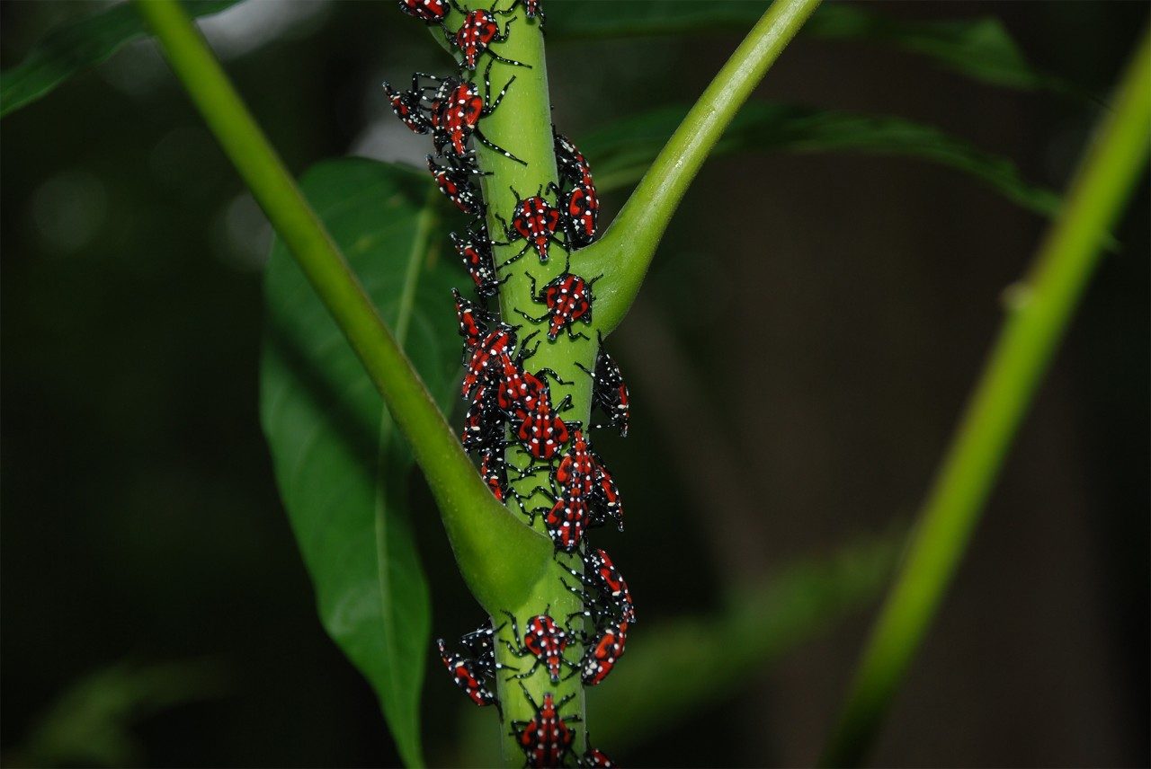 Early, immature stages of the spotted lanternfly are wingless and black and have white spots that develop to red patches.