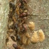 Pupae, Skins, and Egg Masses in Tree Crevice